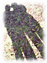 szcz�liwe ma��e�stwo