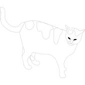 Kolorowanka - kot domowy