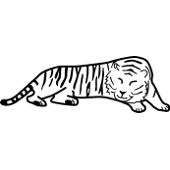 Kolorowanka kot lecy tygrys