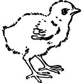 Kolorowanka ptaki – kurczak -2