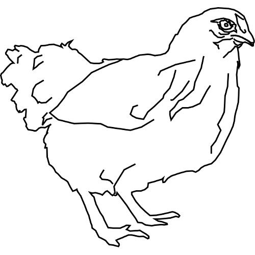 Kolorowanka ptaki - kurczak