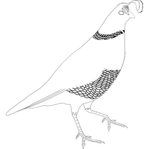 Kolorowanka oryginalny ptak