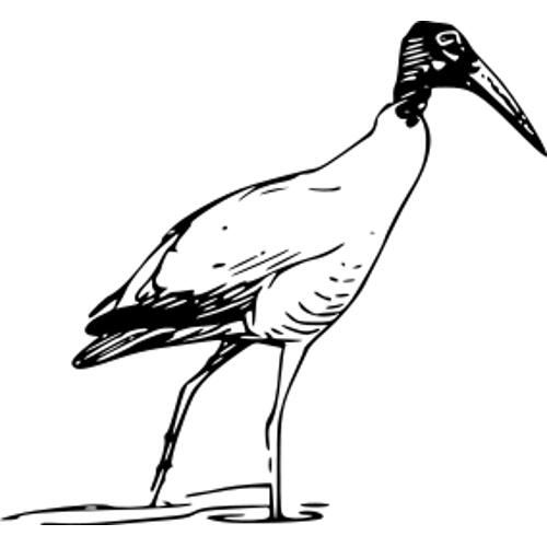 Kolorowanka – ptak ibis 3