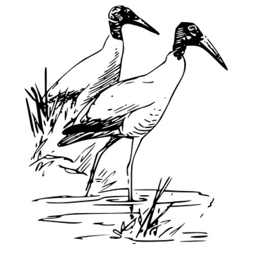 Kolorowanka ptak - ibis