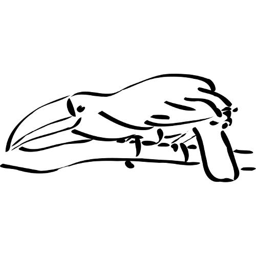 Kolorowanka ptaki - tucan