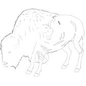 Kolorowanka - bizon