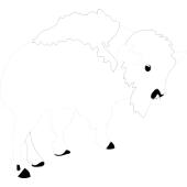 Kolorowanka - bizon