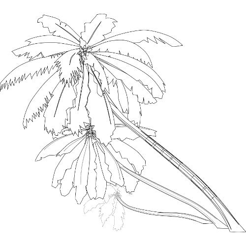 Kolorowanka - drzewo palmowe