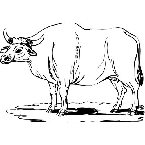 Kolorowanki krowy - krowa 6