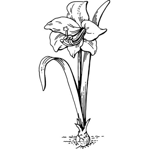 Kolorowanki kwiaty - Amaryllis