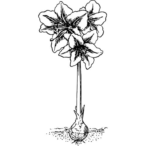Kolorowanki kwiaty - Amaryllis