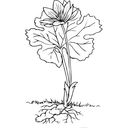 Kolorowanki kwiaty - bloodroot kwiat