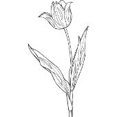 Kolorowanki kwiaty - tulipan