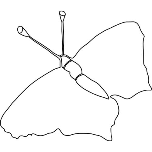 Kolorowanka motyl 3