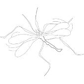 Kolorowanki owady - komar