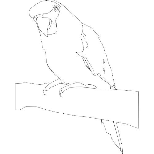 Kolorowanka - papuga na gazi