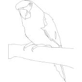 Kolorowanka - papuga na gałęzi