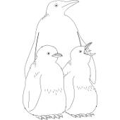 Kolorowanki pingwiny - ptak