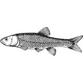 Kolorowanki ryby – klen - ryba