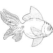 Kolorowanki - ryba 12