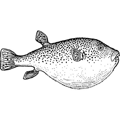 Kolorowanki ryby - ryba