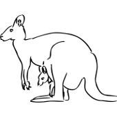 Kolorowanki - kangur