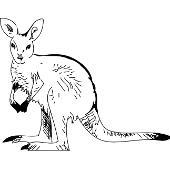 Kolorowanki - kangur 4