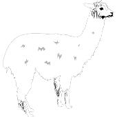 Kolorowanki zwierz�ta egzotyczne - lama