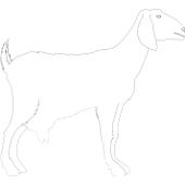 Malowanki kozy - koza 3