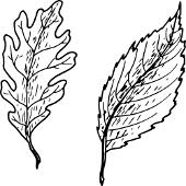 Malowanka - dwa liście
