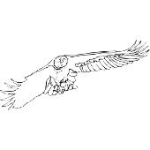 Ory i drapieniki - malowanka duy ptak