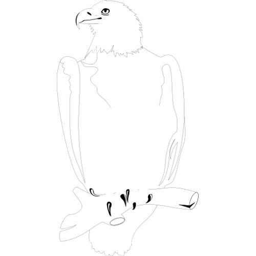 Orly i drapieniki - ptak malowanka