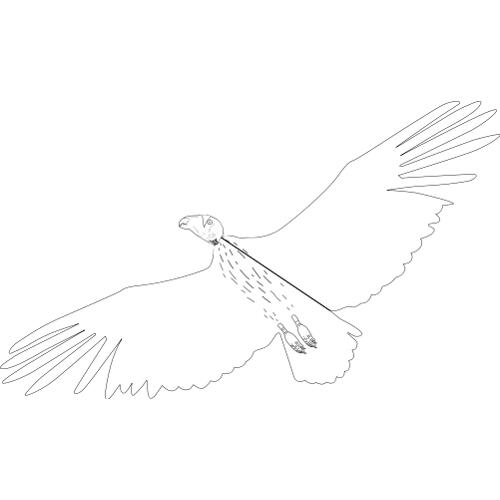 Or�y i drapie�niki malowanka