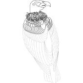 Ory i drapieniki - malowanki ptak 64