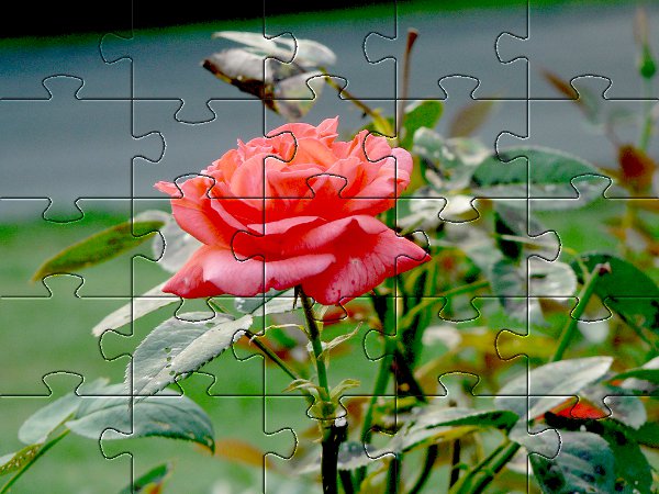Puzzle dla dziewczynek - czerwona ro�a