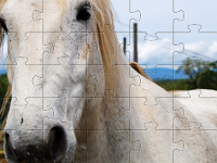 Puzzle do pobrania koń