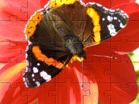 Puzzle dla dzieci motyl