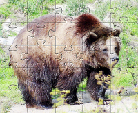 Puzzle do pobrania niedźwiedź