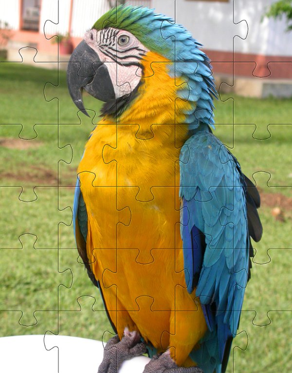 Puzzle zwięrzeta - papuga