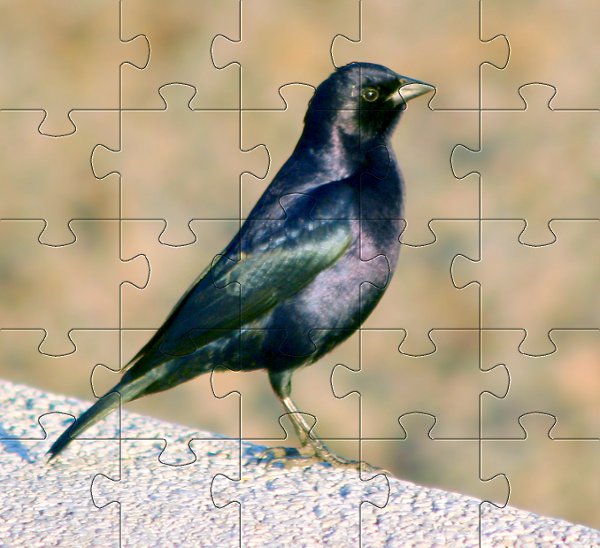 Puzzle zwierzęta - ptak