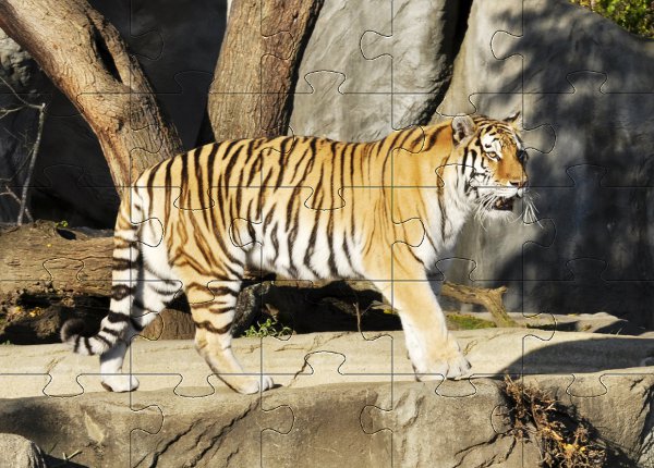 Puzzle zwierzeta - tygrys