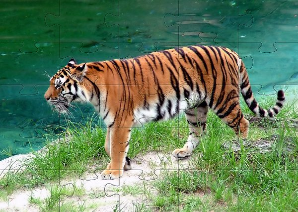 Puzzle zwierzeta - tygrys nad wod