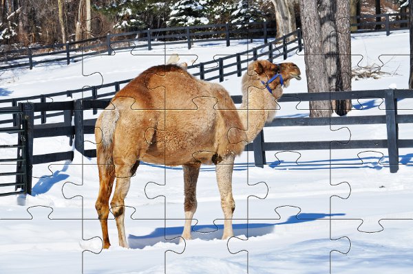 Puzzle zwi�rzeta - wielbl�d